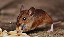 24 Hour & Emergency Exterminators in Ark City, AR